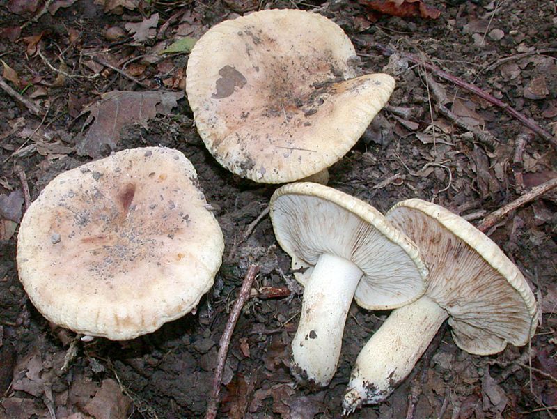 Tricholoma acerbum