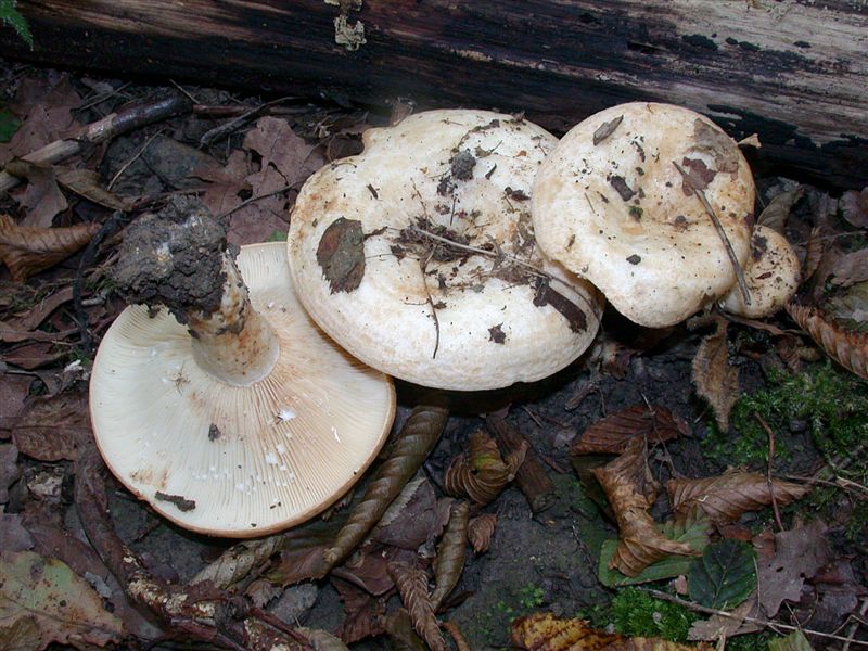 Lactarius zonarius