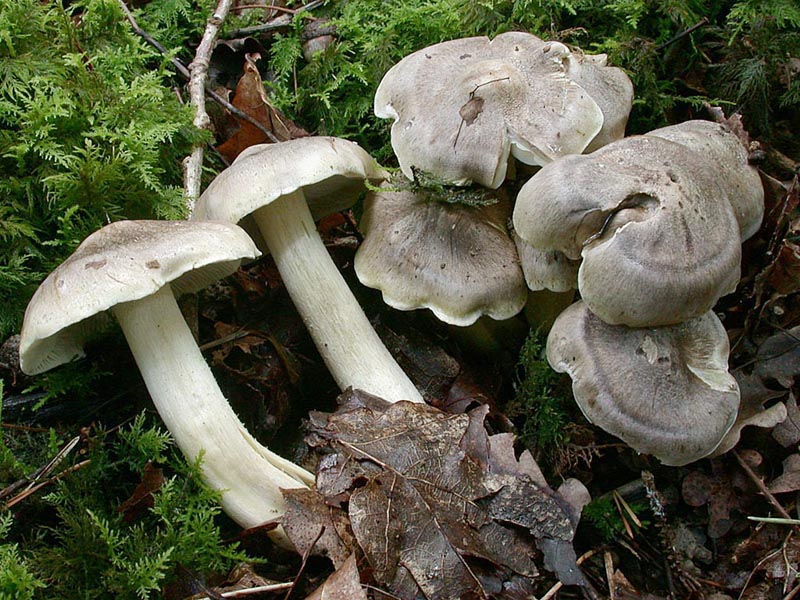 Tricholoma pseudoalbum