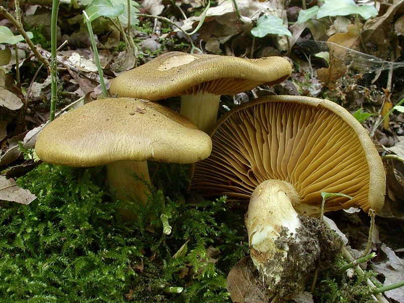 Cortinarius cotoneus