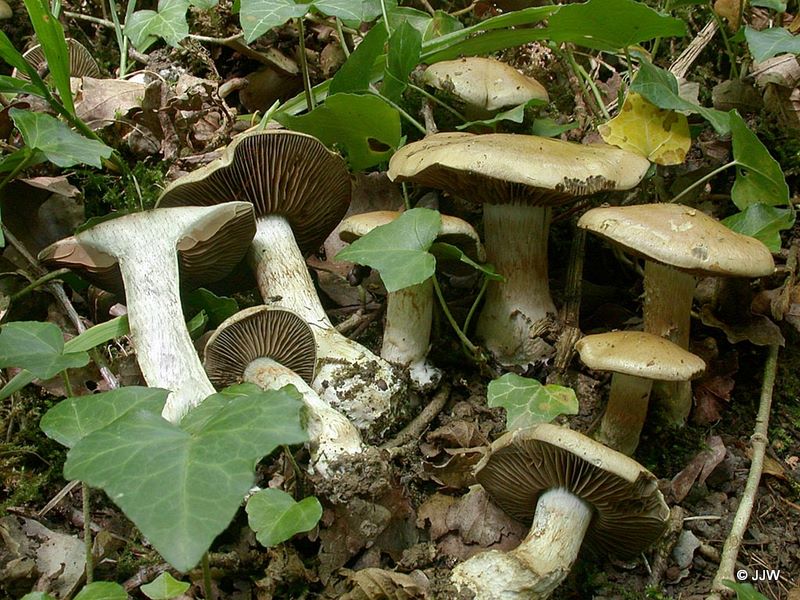 Cortinarius infractus