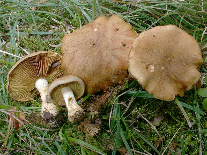 Cortinarius cotoneus