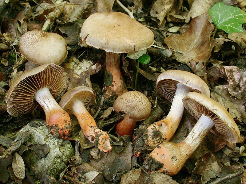 Cortinarius bulliardii