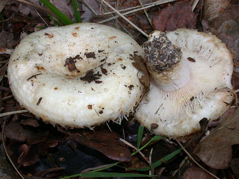 Lactarius citriolens