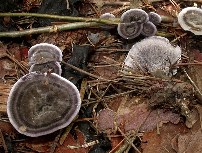 Phellodon niger