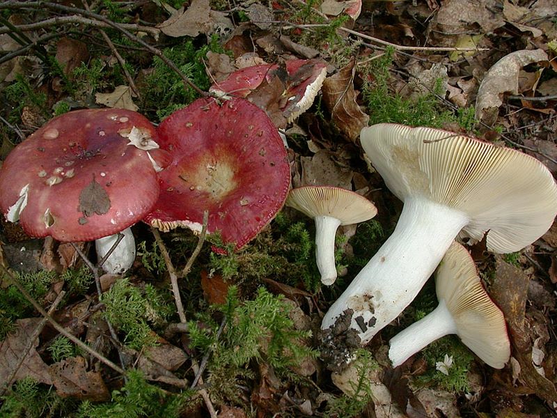 Russula lundellii