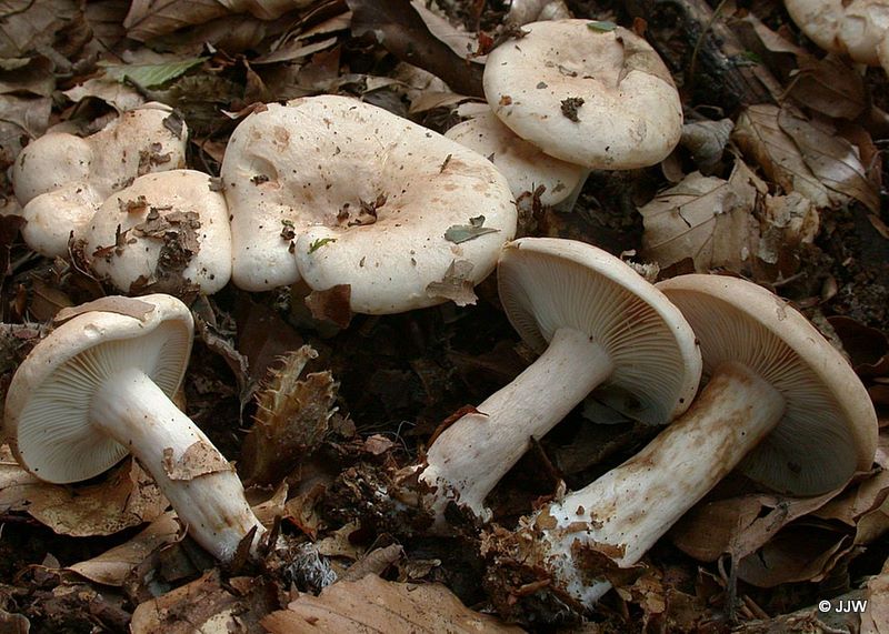 Lactarius pallidus