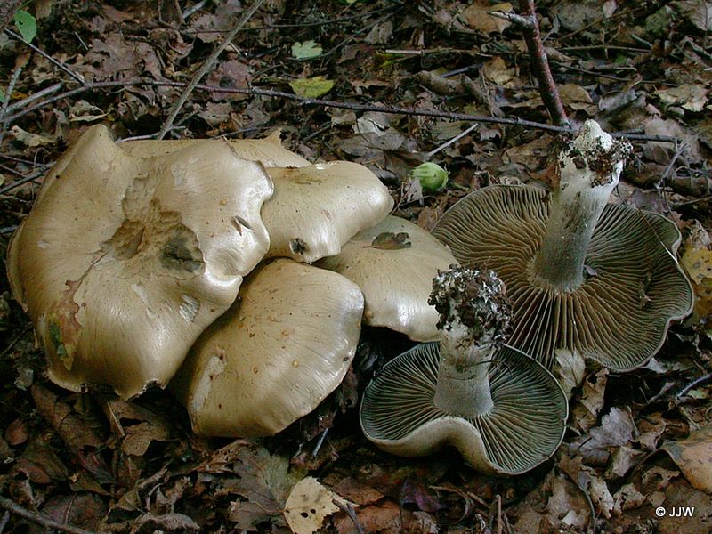 Cortinarius infractus