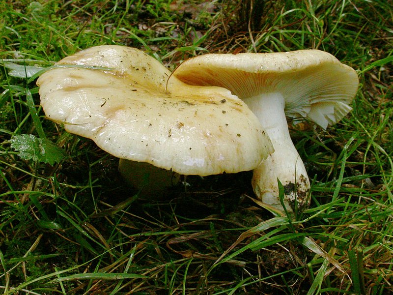 Russula artesiana