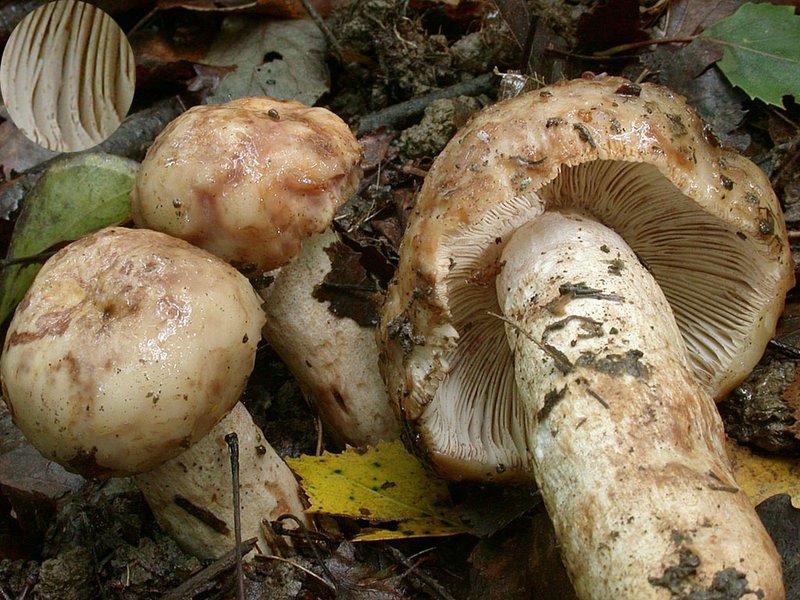 Russula illota