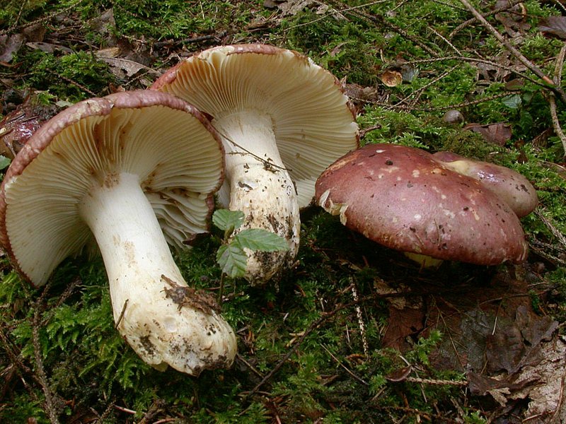 Russula viscida