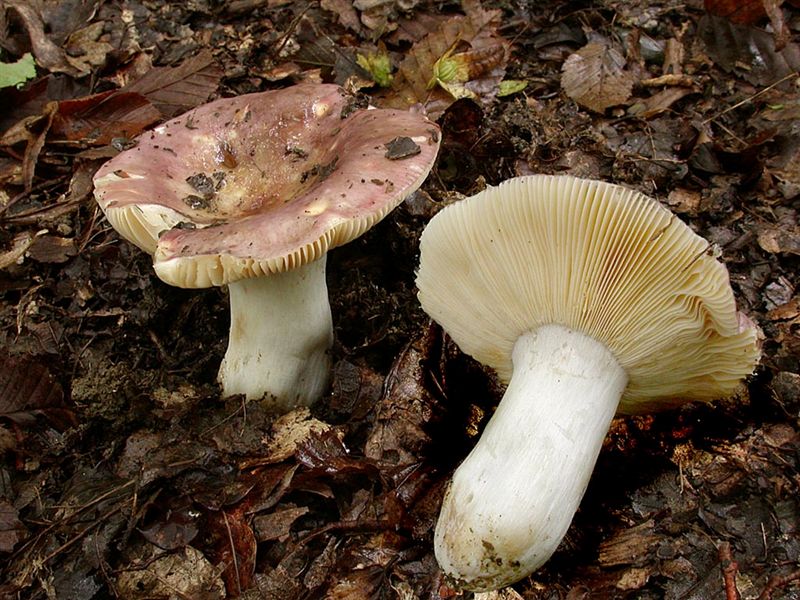 Russula romellii