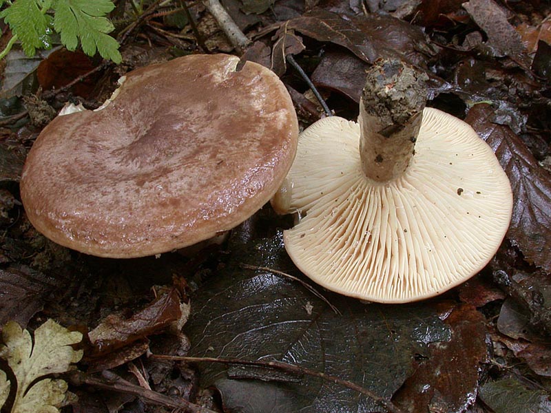 Lactarius roseozonatus