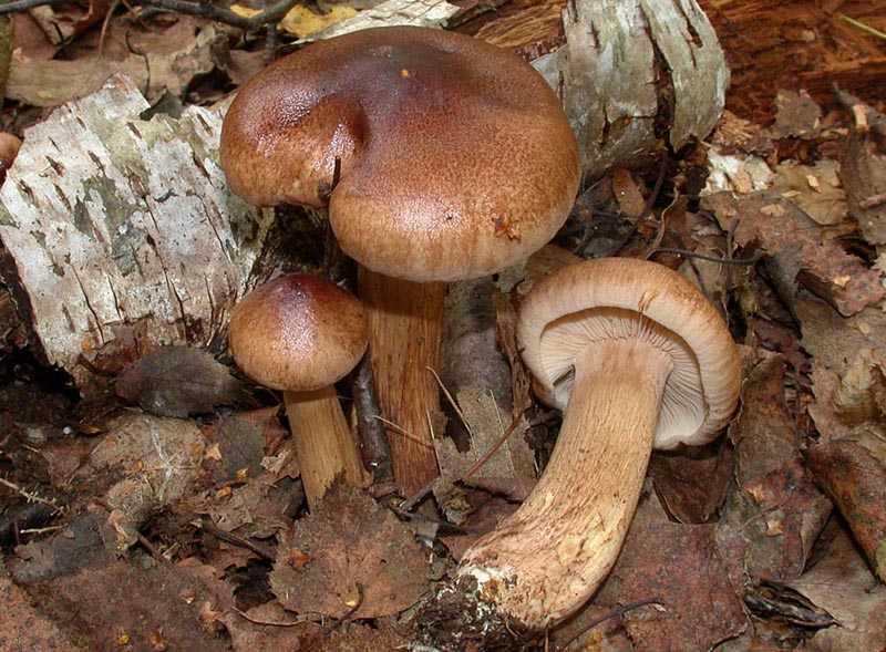 Tricholoma fulvum