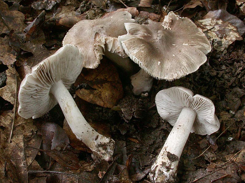 Tricholoma virgatum