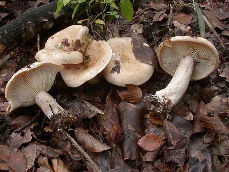 Lactarius pallidus