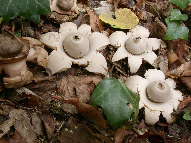 Geastrum triplex