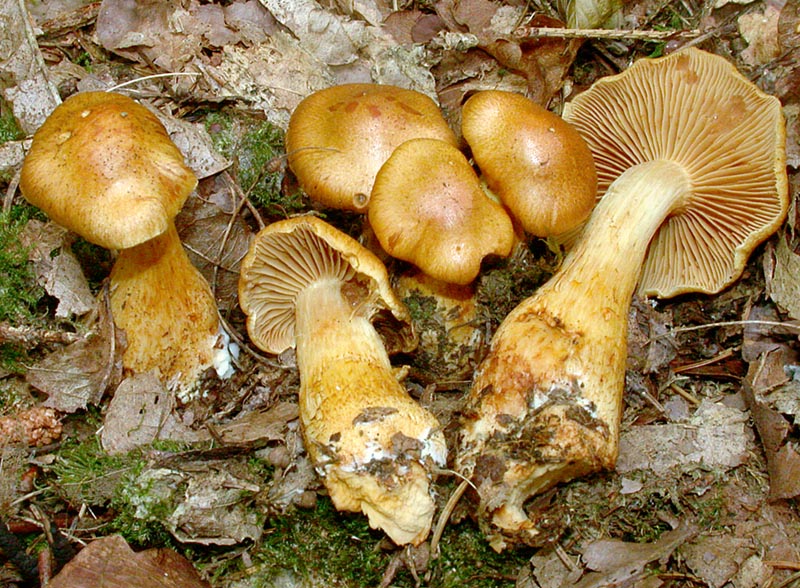 Cortinarius callisteus