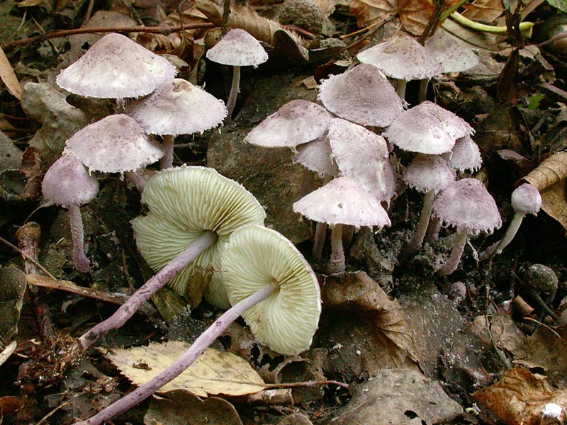 Cystolepiota bucknalii