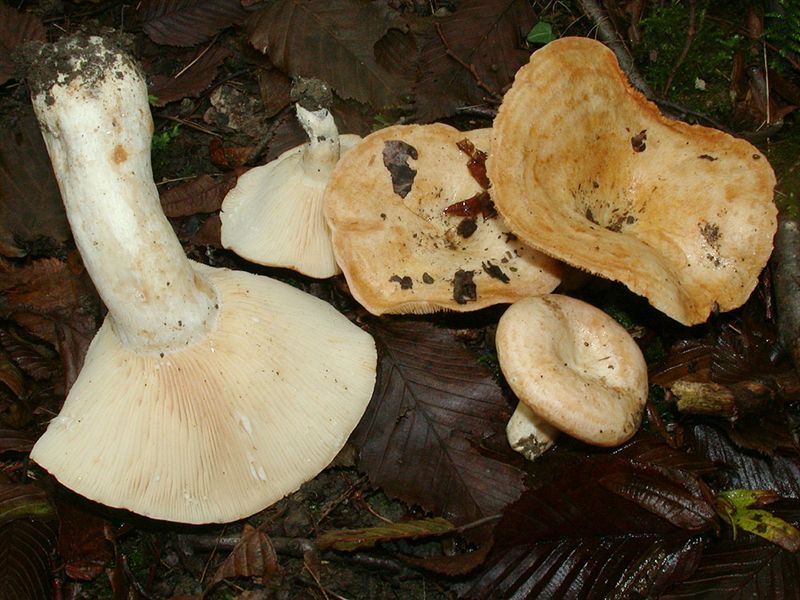 Lactarius zonarius