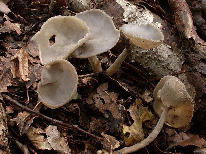 Helvella macropus