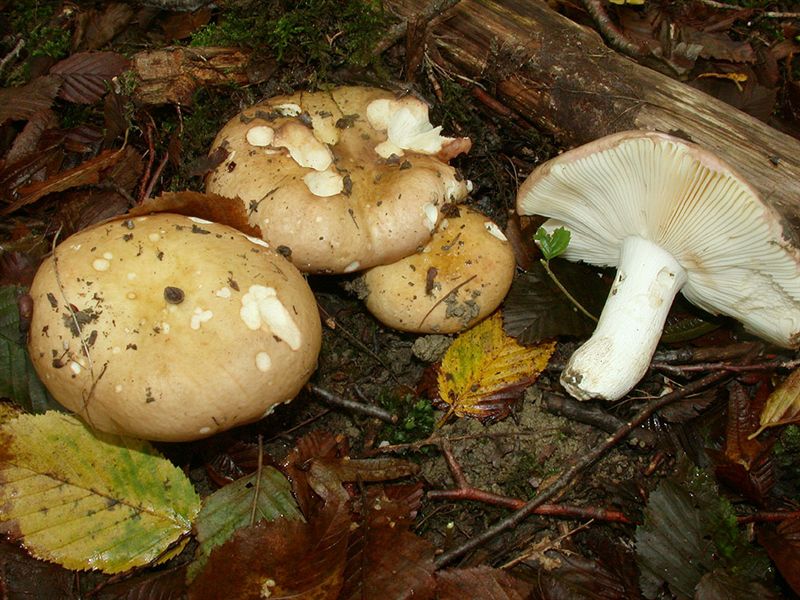 Russula faginea