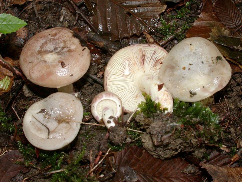 Lactarius uvidus