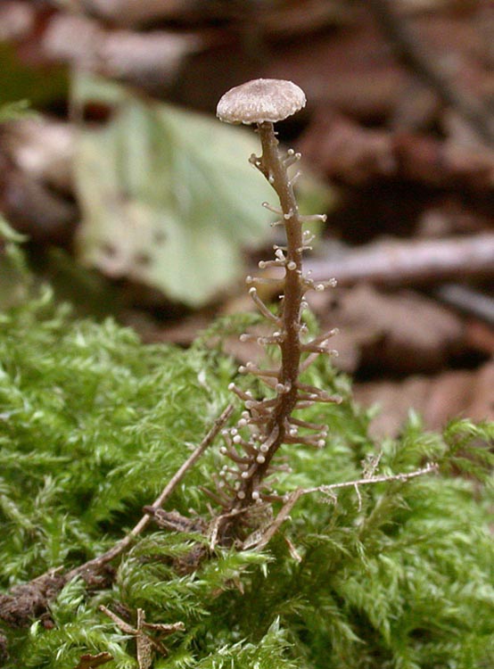 Collybia racemosa