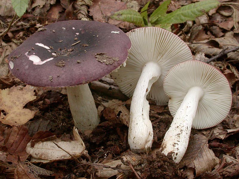 Russula brunneoviolacea