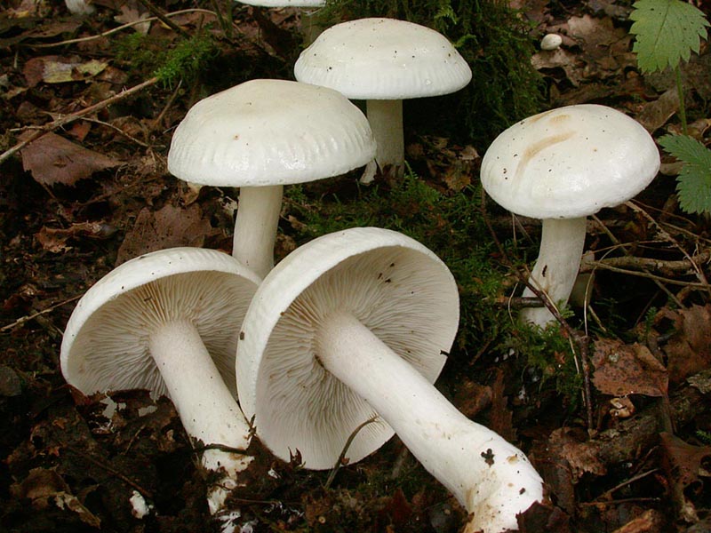 Tricholoma portentosum