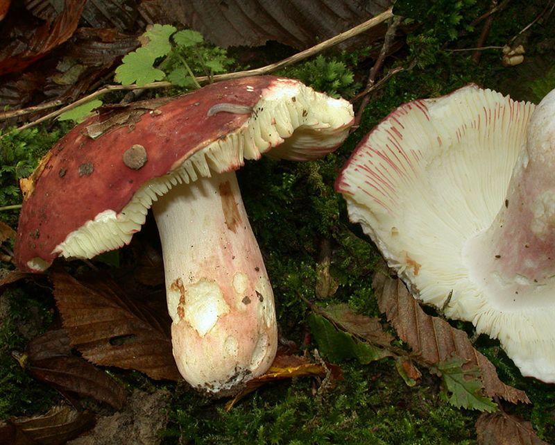 Russula amarissima