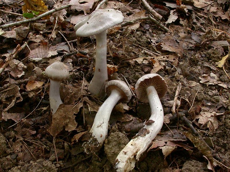 Cortinarius emunctus