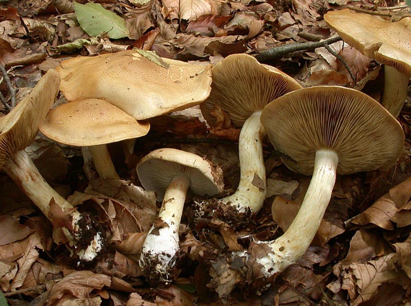 Cortinarius olidus