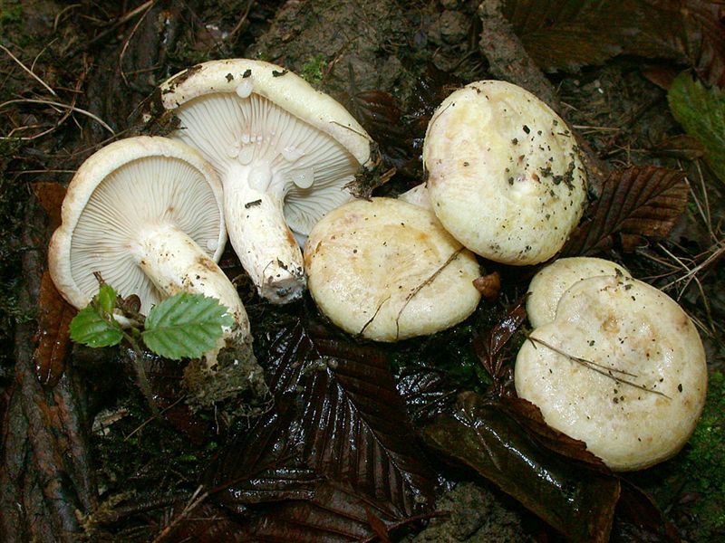 Lactarius flavidus