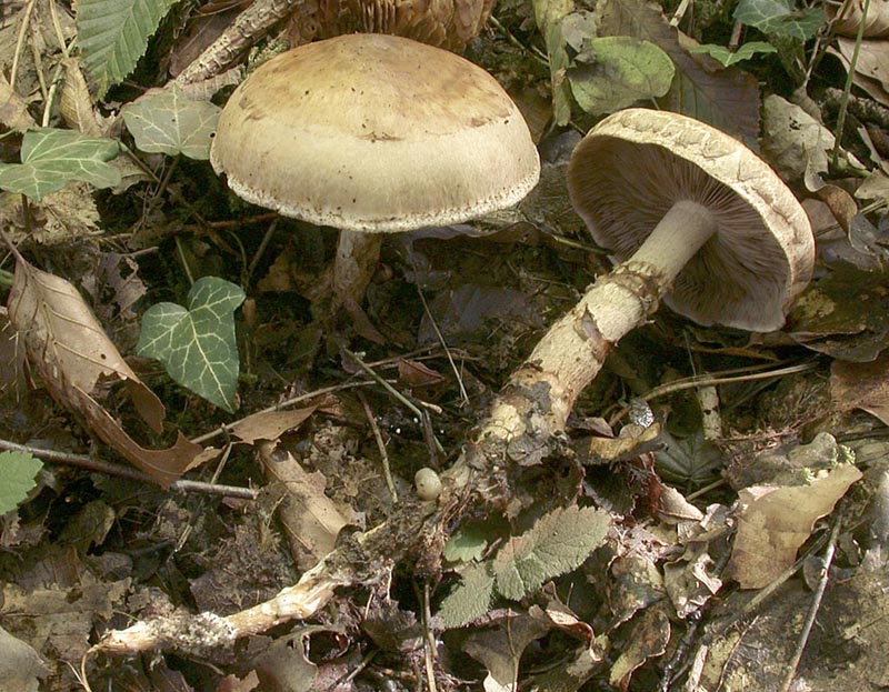 Hebeloma radicosum