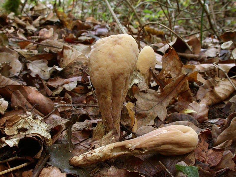 Clavaria vermicularis