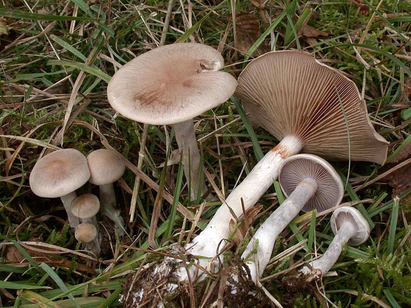 Cortinarius anomalus