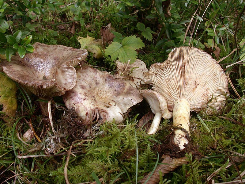 Lactarius luridus