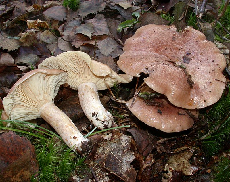 Lactarius hysginus