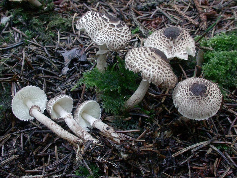 Lepiota felina