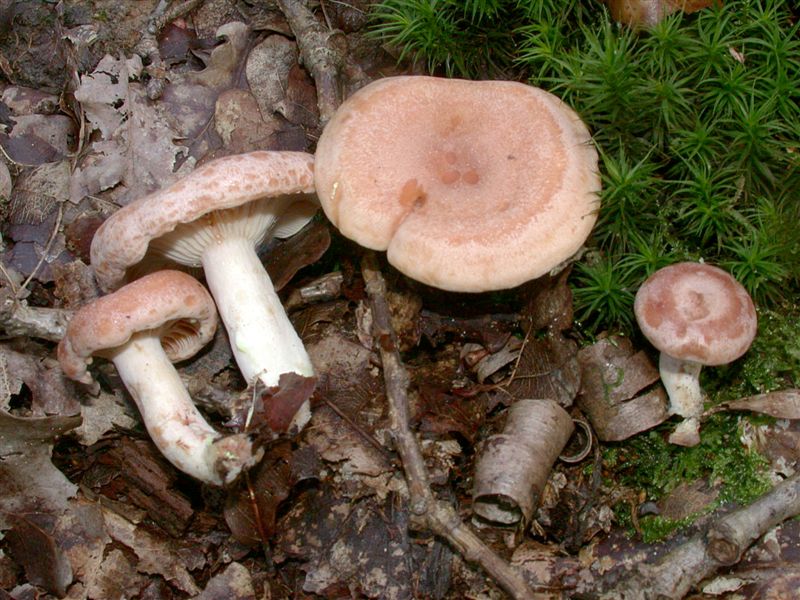 Lactarius chrysorrheus