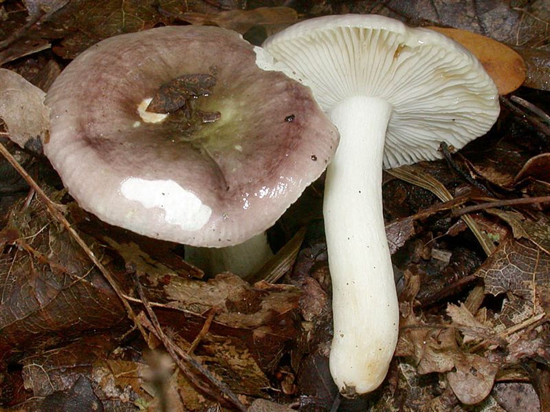 Russula cavipes