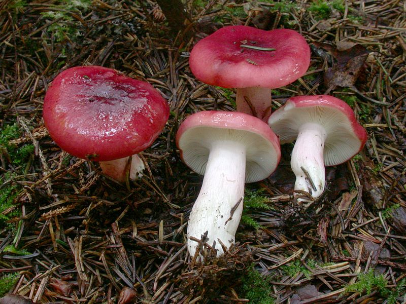 Russula rhodopus