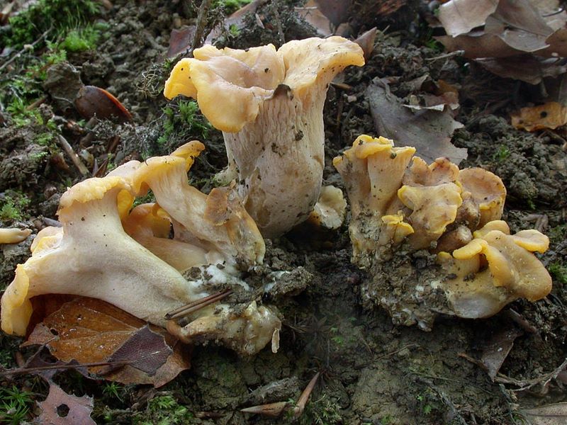 Cantharellus ianthinoxanthus