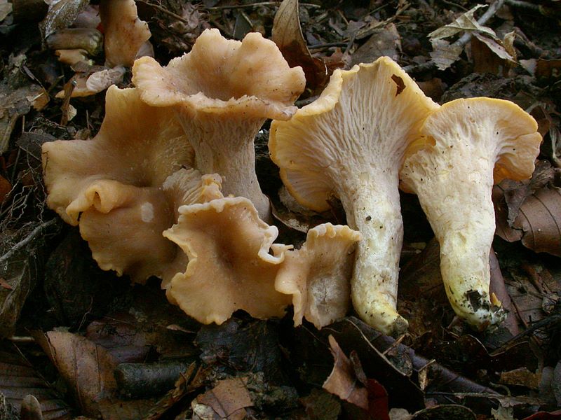 Cantharellus ianthinoxanthus