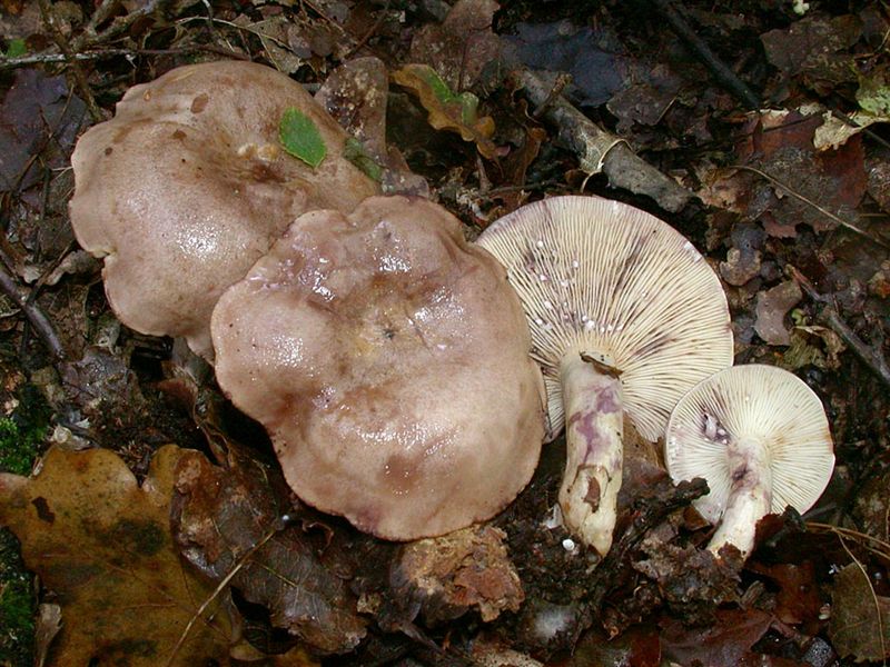 Lactarius luridus