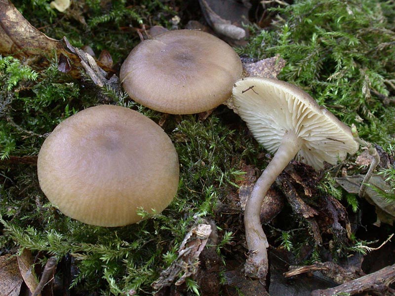 Clitocybe foetens