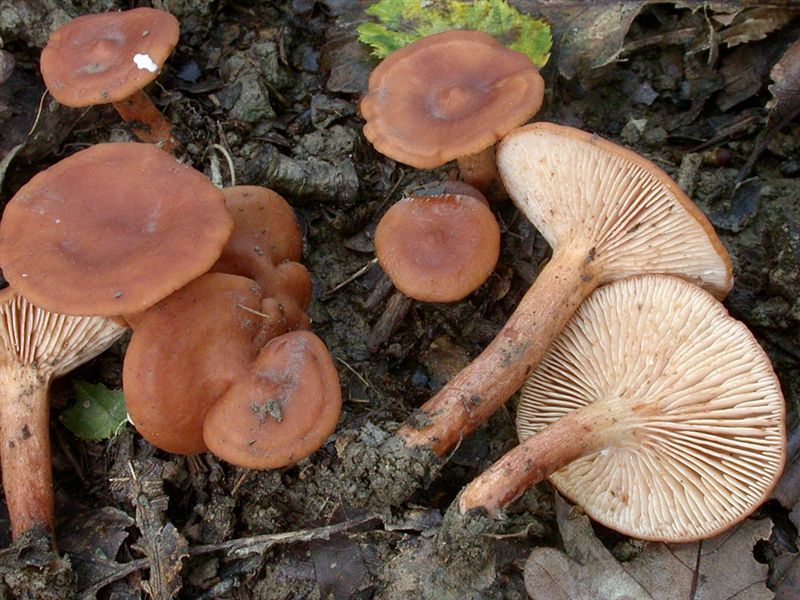 Lactarius lacunarum