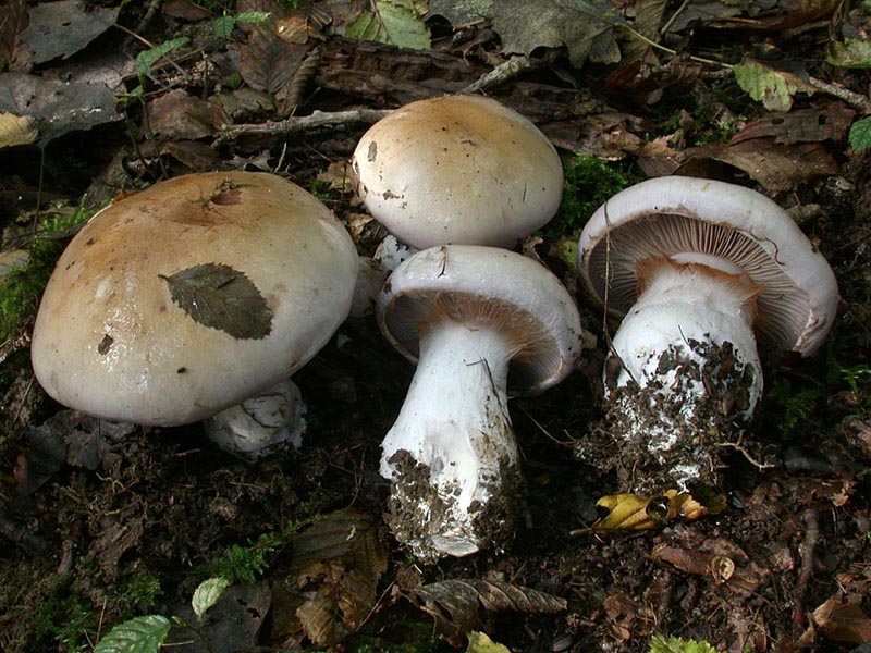 Cortinarius cyanobasalis