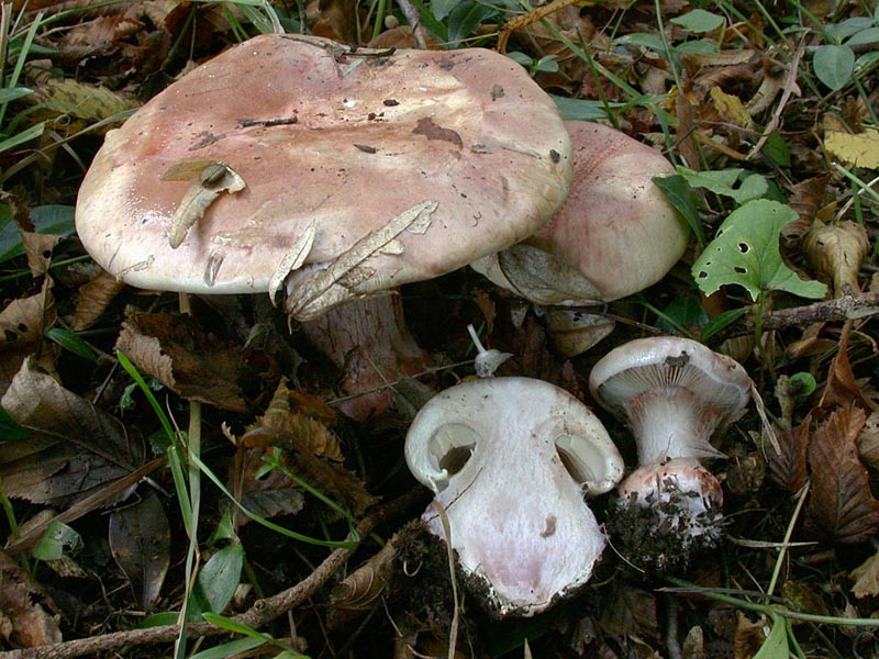 Cortinarius rufoolivaceus